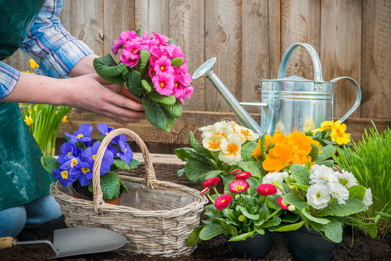 Bloemen planten Veilingen Auctions - Enchères