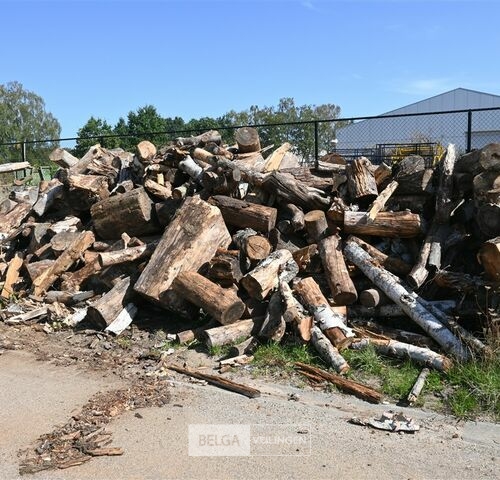 Partij hout – kavel bij Belga Veilingen