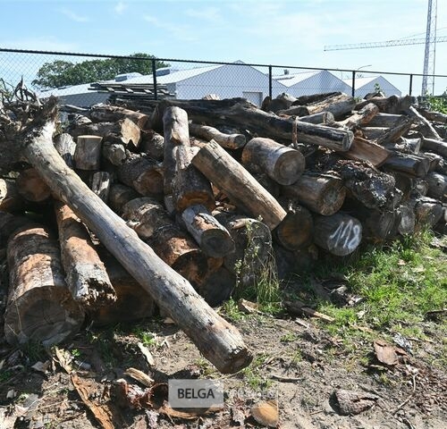 Partij hout – kavel bij Belga Veilingen