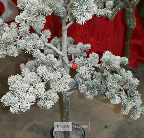 1x Kerstboom – kavel bij Belga Veilingen, Lummen
