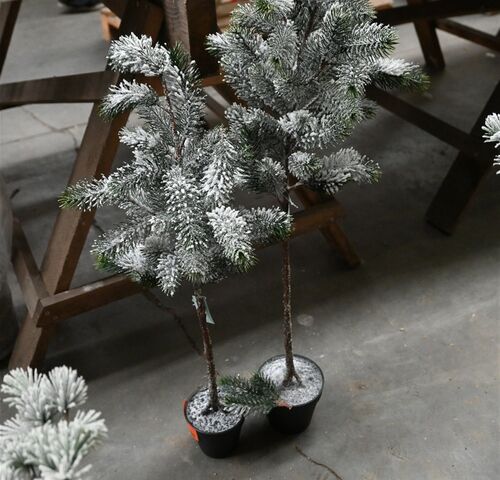 ± 2 Kerstbomen – kavel bij Belga Veilingen, Lummen