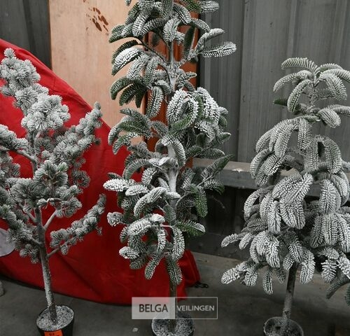 1 Witte kerstboom – kavel bij Belga Veilingen, Lummen