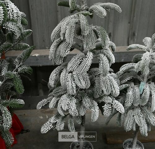 1 Witte kerstboom – kavel bij Belga Veilingen, Lummen