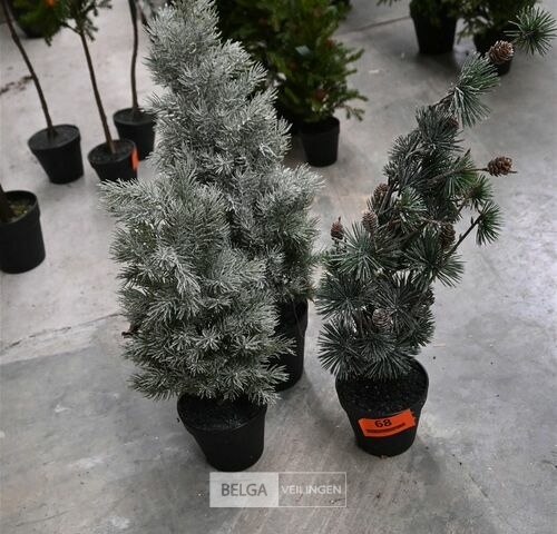± 3 Diverse kerstbomen – kavel bij Belga Veilingen, Lummen