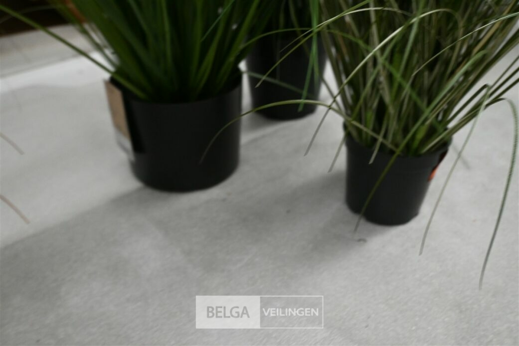 ± 3 Diverse siergrassen – foto 6 – kavel bij Belga Veilingen, Lummen