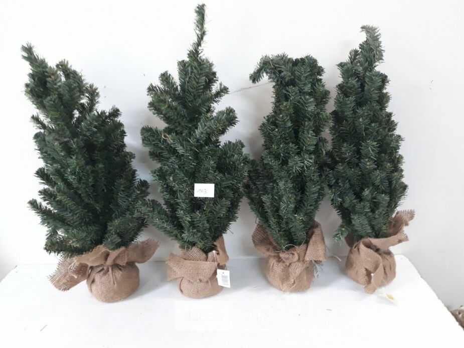 4 x Kerstboom met kluit 60 cm – foto 2 – kavel bij Belga Veilingen, Oudsbergen