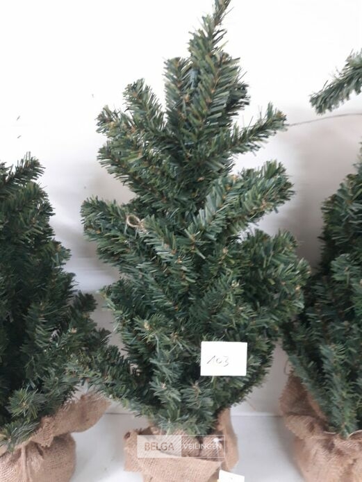 4 x Kerstboom met kluit 60 cm – foto 3 – kavel bij Belga Veilingen, Oudsbergen