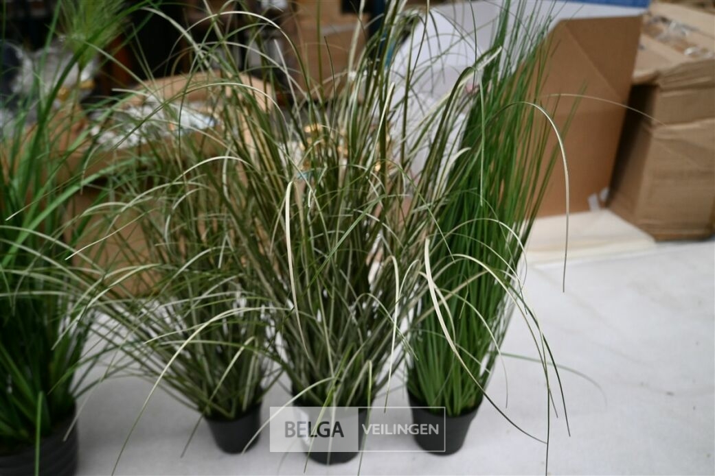 ± 5 Diverse siergrassen – foto 6 – kavel bij Belga Veilingen, Lummen