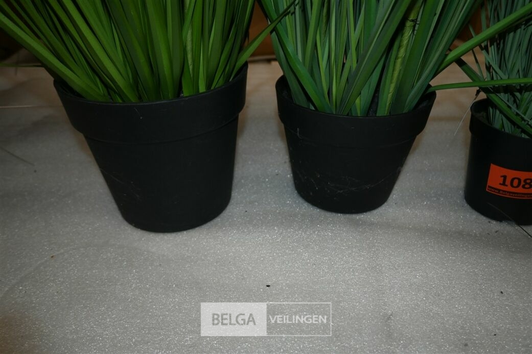 ± 4 Siergrassen – foto 6 – kavel bij Belga Veilingen, Lummen