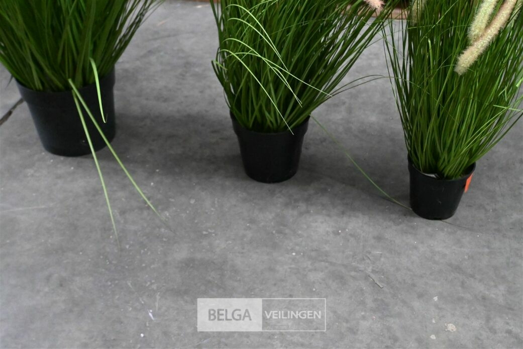 ± 3 Siergrassen – foto 5 – kavel bij Belga Veilingen, Lummen