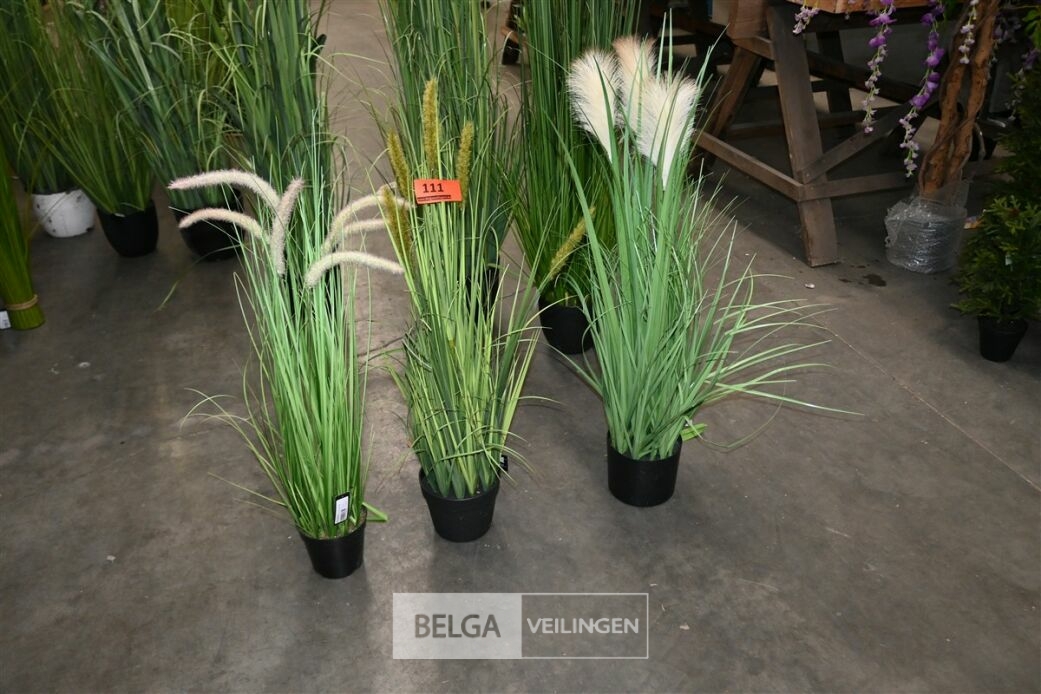 ± 3 Diverse siergrassen± 3 Diverse siergrassen, plastiek, afm. ± H80 cm – foto 2 – kavel bij Belga Veilingen, Lummen