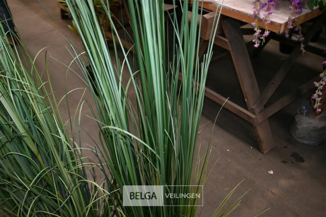 ± 3 Plastieken siergrassen – foto 3 – kavel bij Belga Veilingen, Lummen