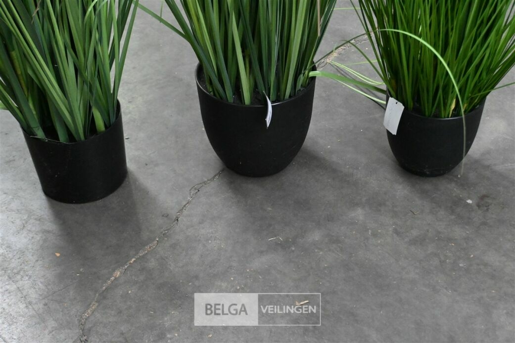 ± 3 Plastieken siergrassen – foto 6 – kavel bij Belga Veilingen, Lummen