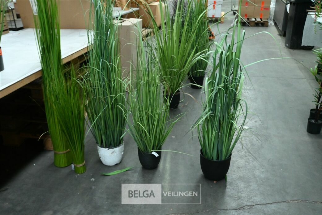 ± 5 Plastieken diverse siergrassen – foto 2 – kavel bij Belga Veilingen, Lummen