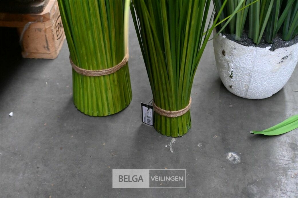 ± 5 Plastieken diverse siergrassen – foto 6 – kavel bij Belga Veilingen, Lummen