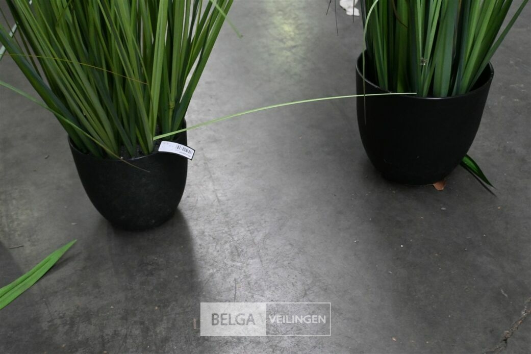 ± 5 Plastieken diverse siergrassen – foto 7 – kavel bij Belga Veilingen, Lummen