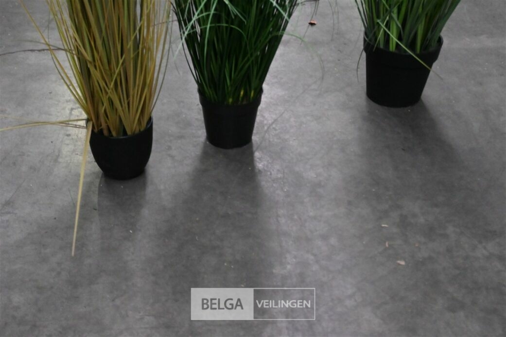 ± 3 Diverse plastieken siergrassen – foto 6 – kavel bij Belga Veilingen, Lummen