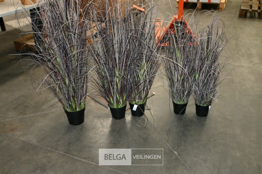 ± 5 Bruine siergrassen – foto 2 – kavel bij Belga Veilingen, Lummen