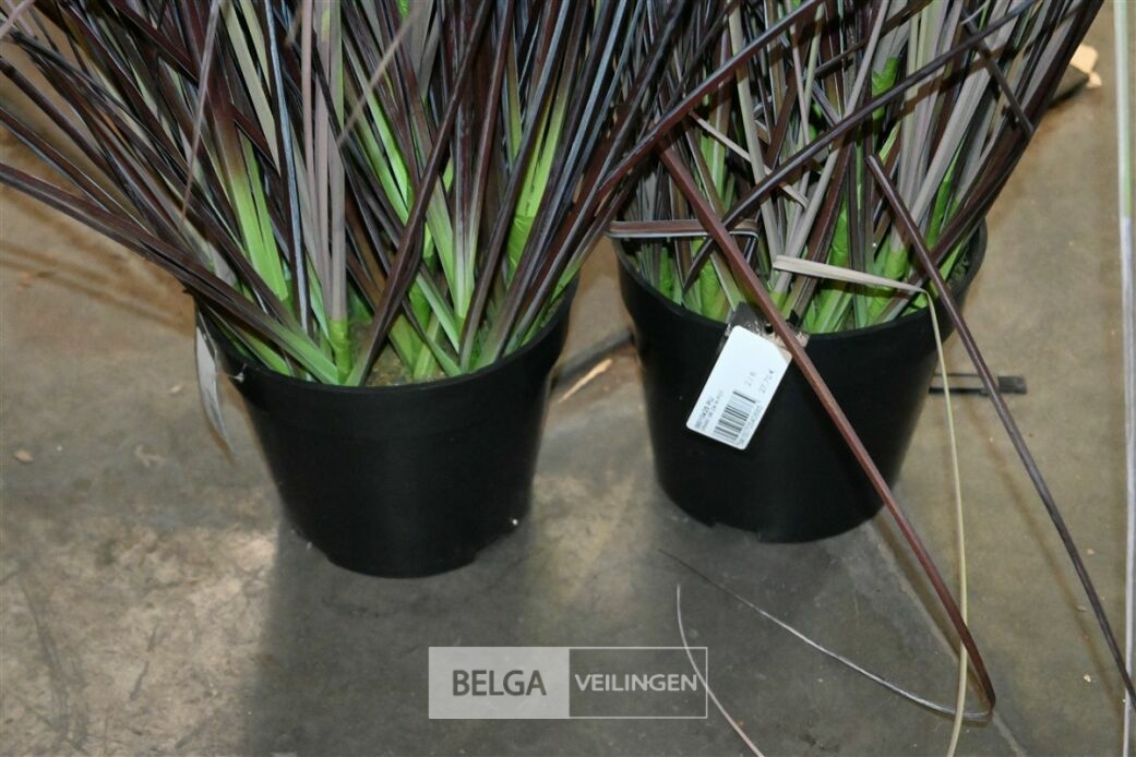 ± 5 Bruine siergrassen – foto 5 – kavel bij Belga Veilingen, Lummen