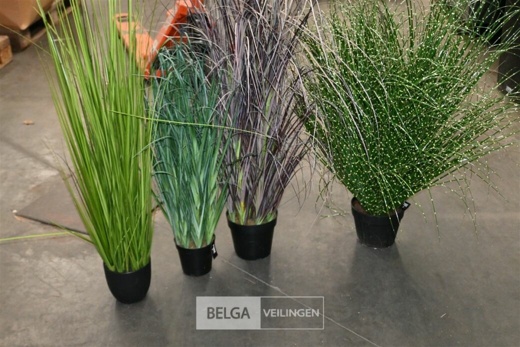 ± 4 Diverse siergrassen – foto 2 – kavel bij Belga Veilingen, Lummen