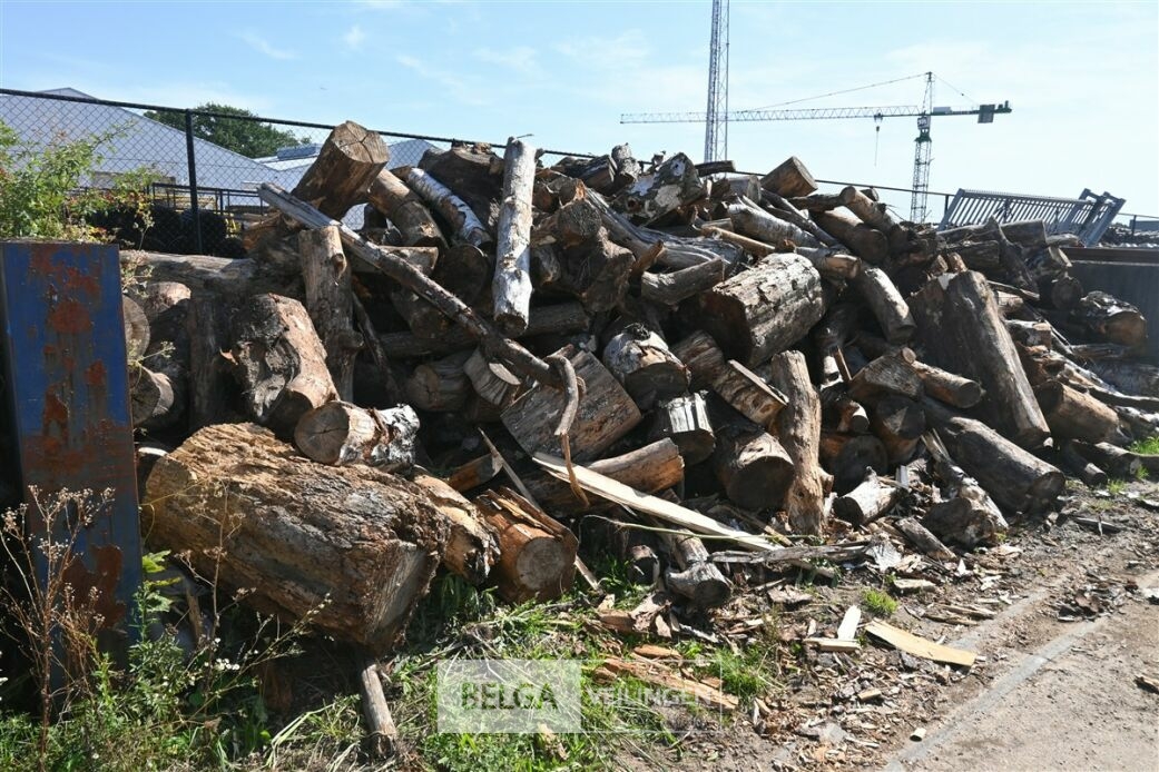 Partij hout – foto 4 – kavel bij Belga Veilingen