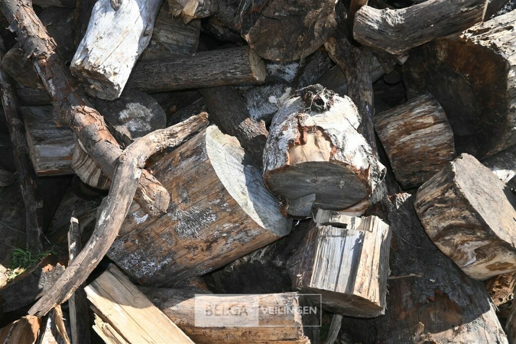Partij hout – foto 5 – kavel bij Belga Veilingen