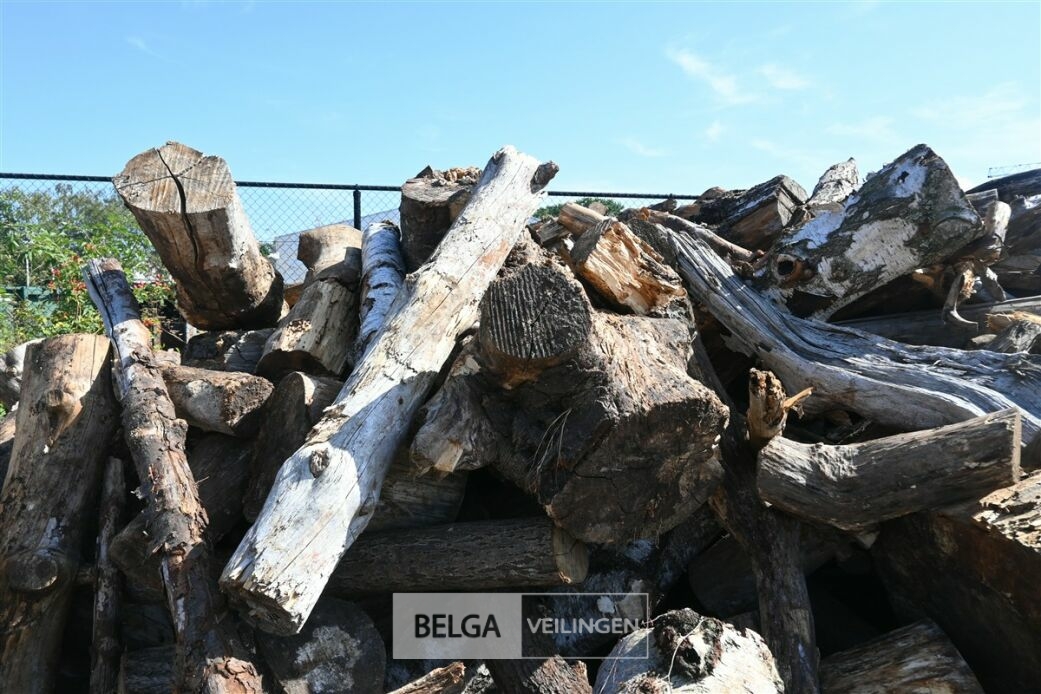 Partij hout – foto 6 – kavel bij Belga Veilingen