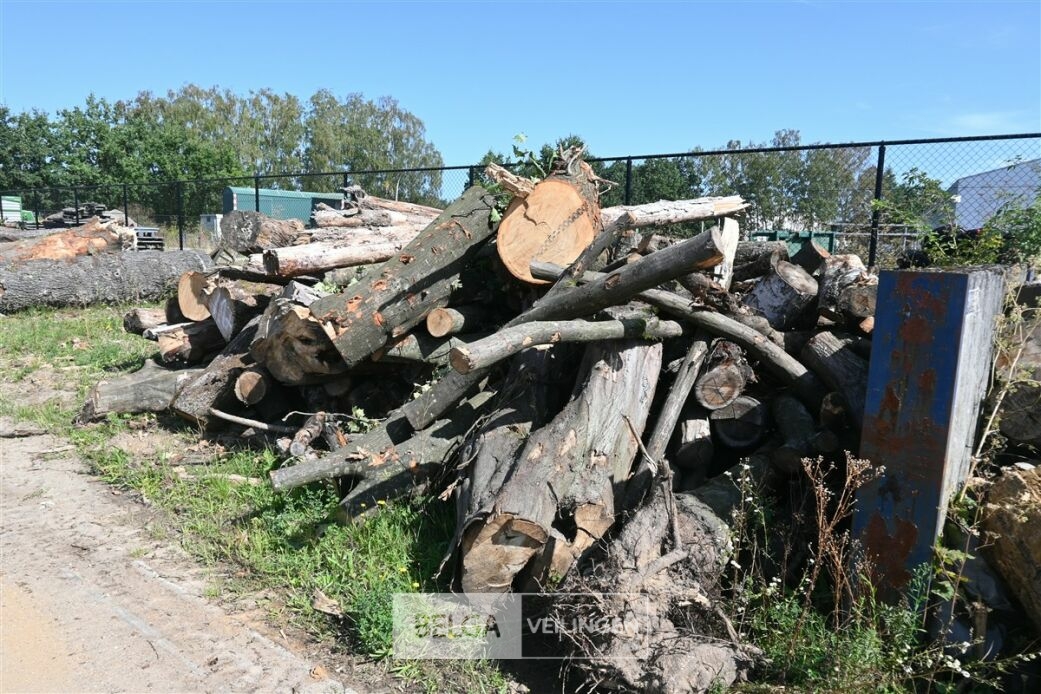 Partij hout – foto 2 – kavel bij Belga Veilingen