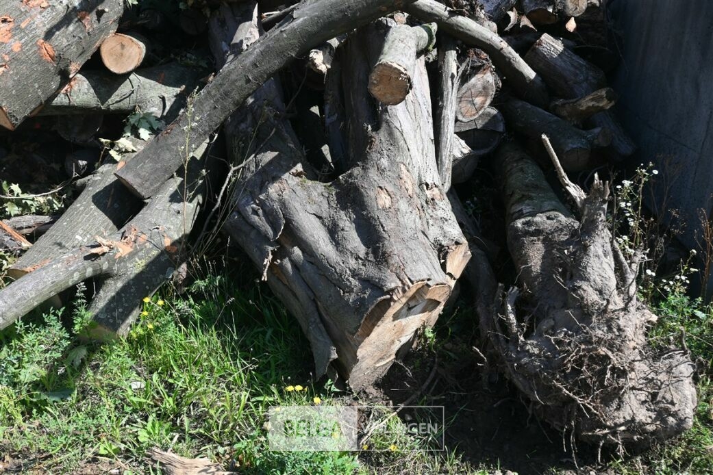 Partij hout – foto 3 – kavel bij Belga Veilingen
