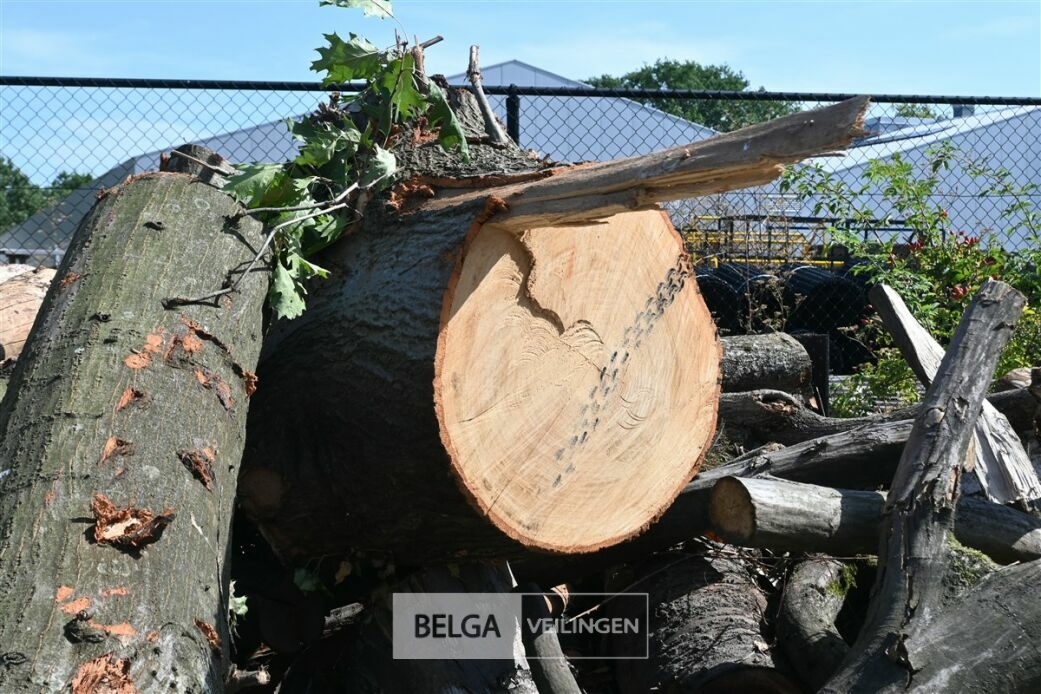 Partij hout – foto 4 – kavel bij Belga Veilingen