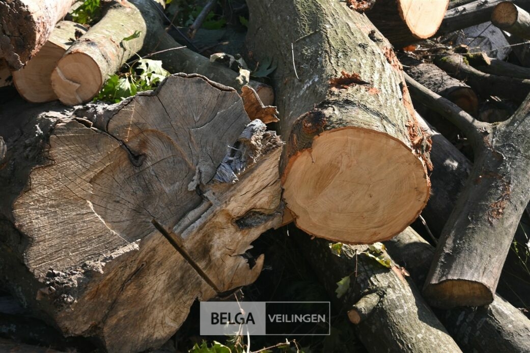 Partij hout – foto 5 – kavel bij Belga Veilingen