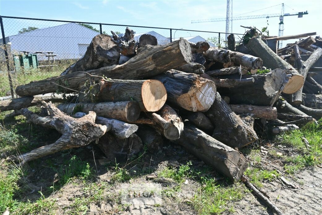 Partij hout – foto 6 – kavel bij Belga Veilingen