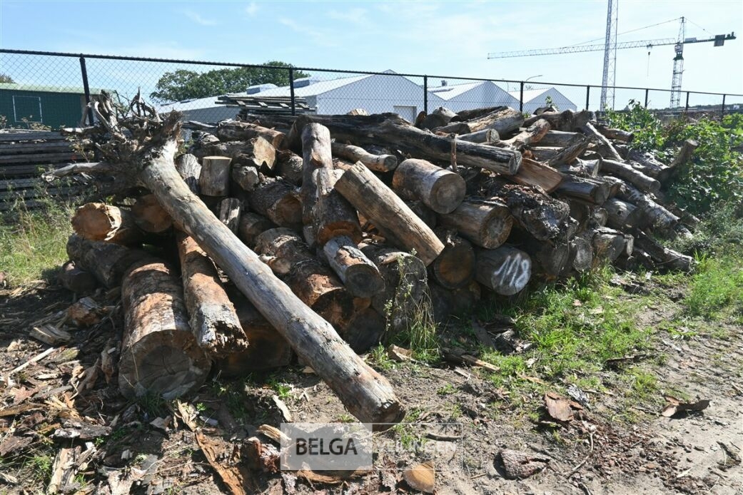 Partij hout – foto 2 – kavel bij Belga Veilingen