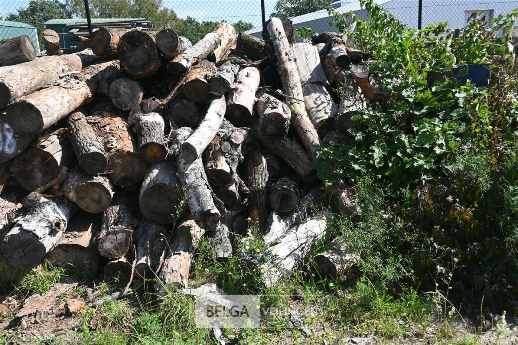 Partij hout – foto 3 – kavel bij Belga Veilingen