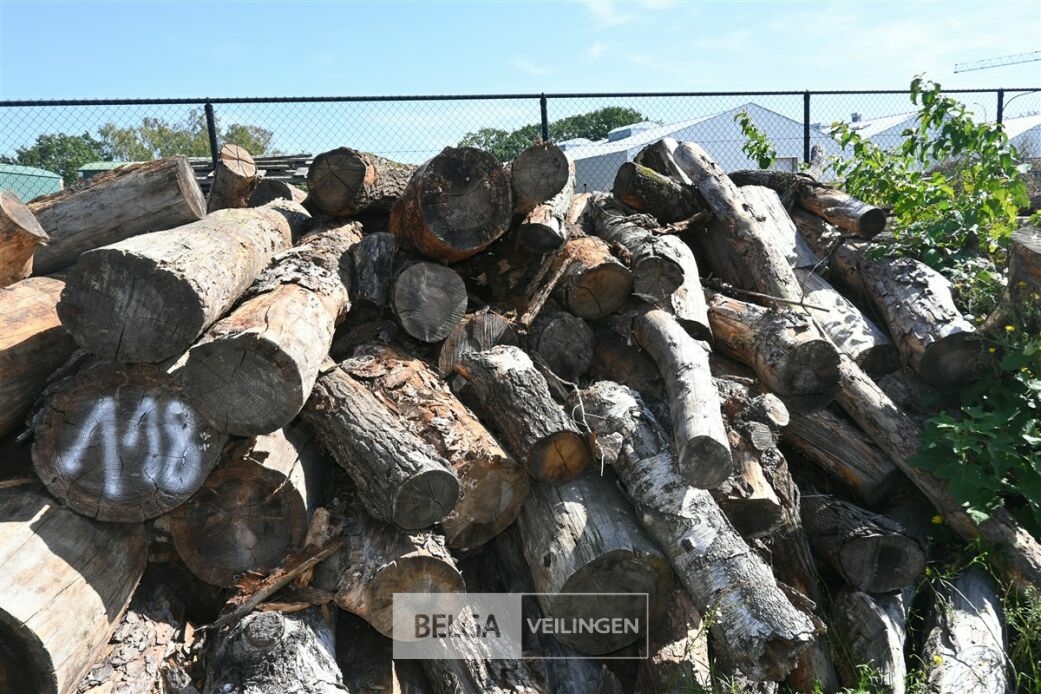 Partij hout – foto 5 – kavel bij Belga Veilingen