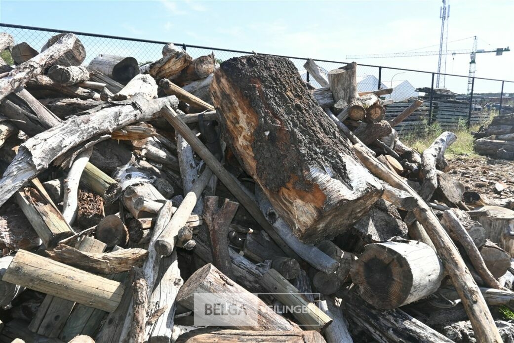 Partij hout – foto 5 – kavel bij Belga Veilingen