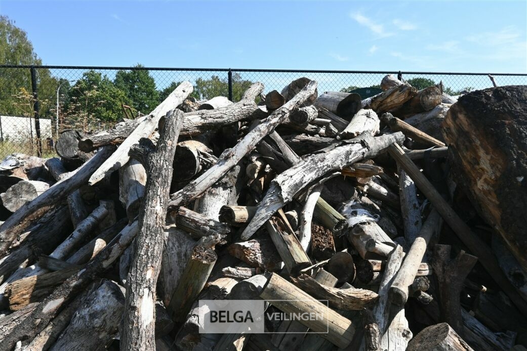 Partij hout – foto 6 – kavel bij Belga Veilingen