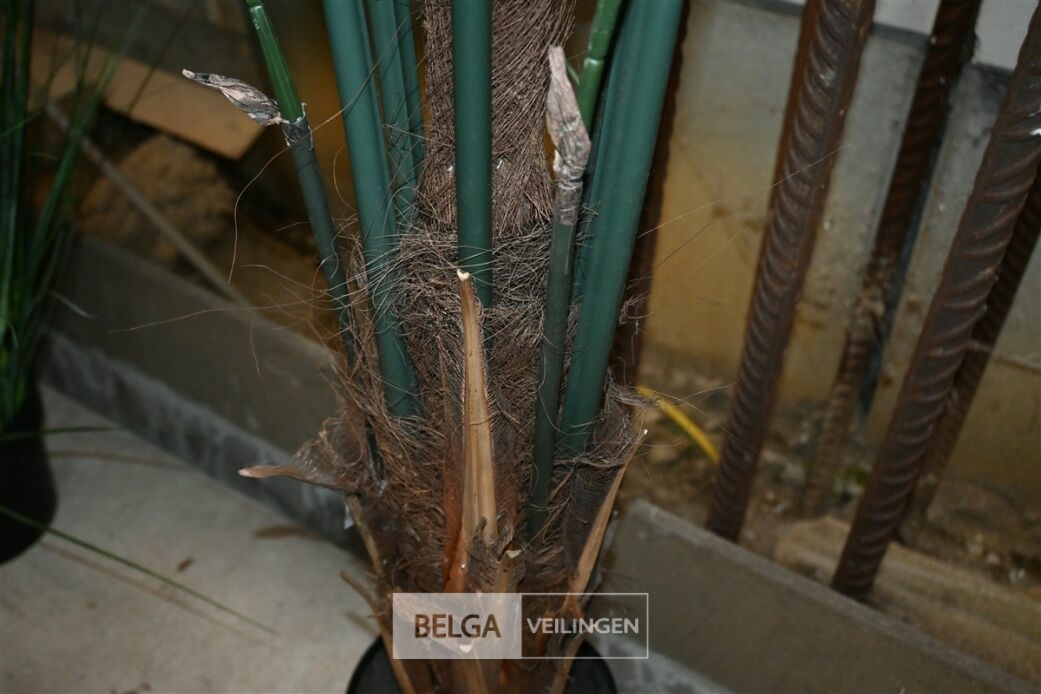 Plastieken sierplant – foto 4 – kavel bij Belga Veilingen, Lummen