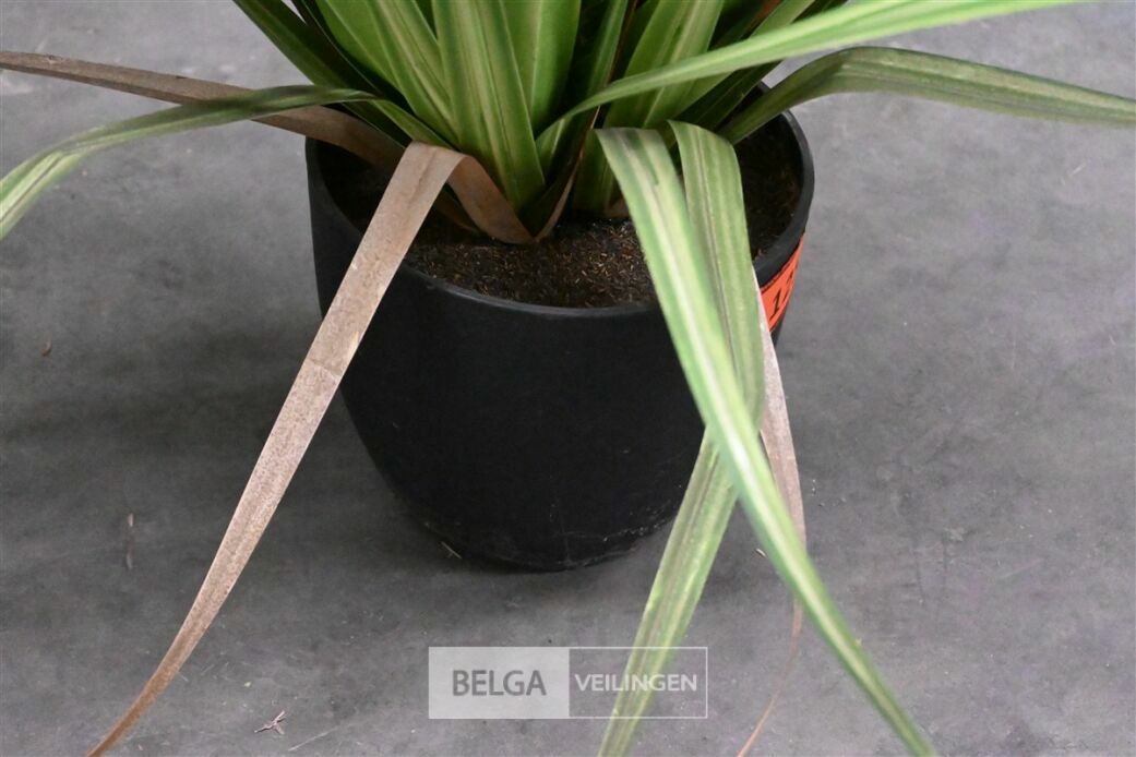 Plastieken sierplant – foto 5 – kavel bij Belga Veilingen, Lummen
