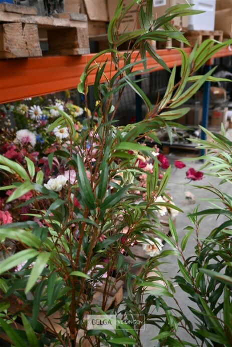 ± 4 Plastieken bamboeplanten – foto 3 – kavel bij Belga Veilingen, Lummen