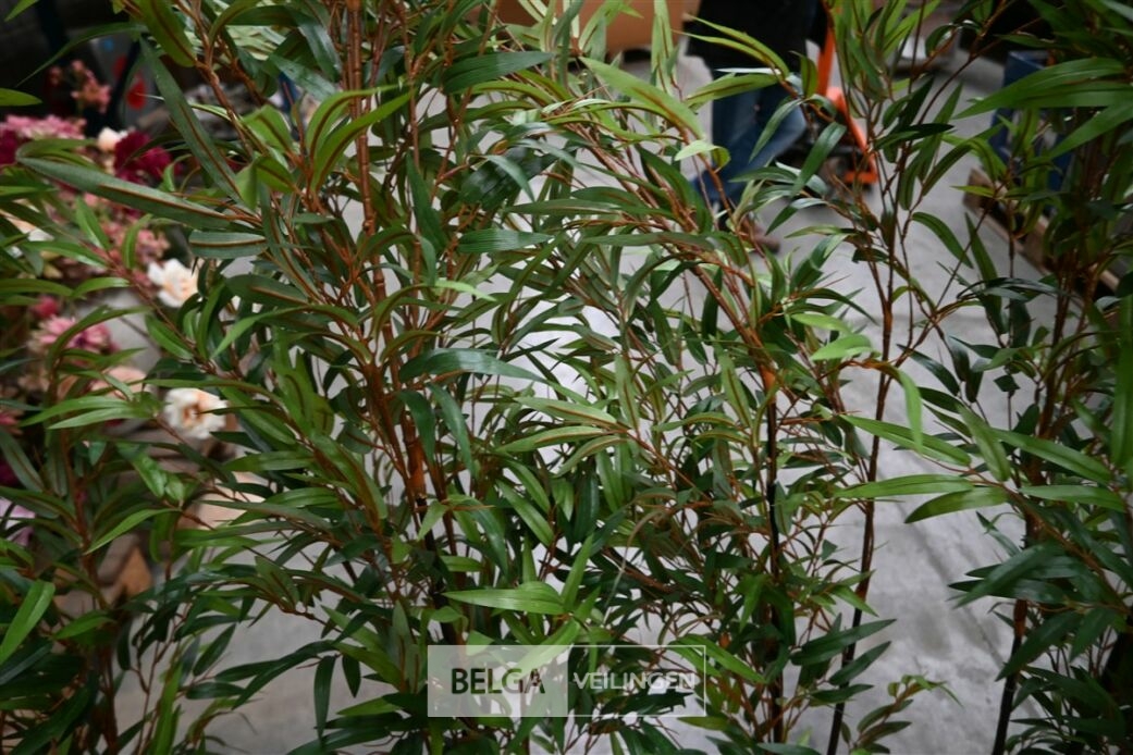 ± 4 Plastieken bamboeplanten – foto 4 – kavel bij Belga Veilingen, Lummen