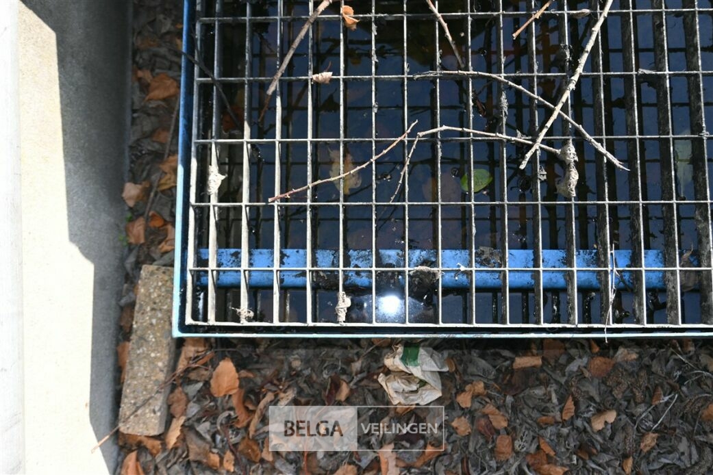 Bladzuigmachine BILLY GOAT – foto 6 – kavel bij Belga Veilingen