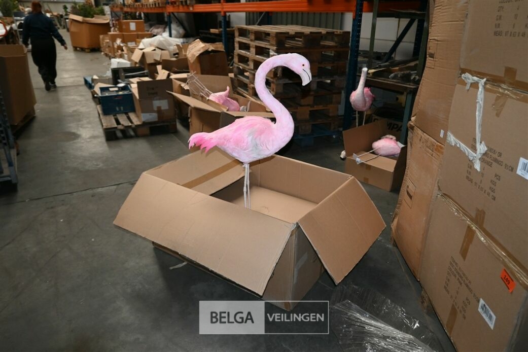 ± 3 Roze flamingo's – foto 2 – kavel bij Belga Veilingen, Lummen