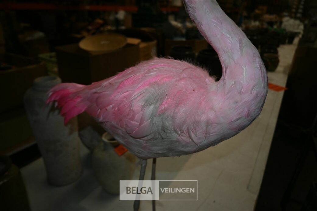 ± 3 Roze flamingo's – foto 5 – kavel bij Belga Veilingen, Lummen