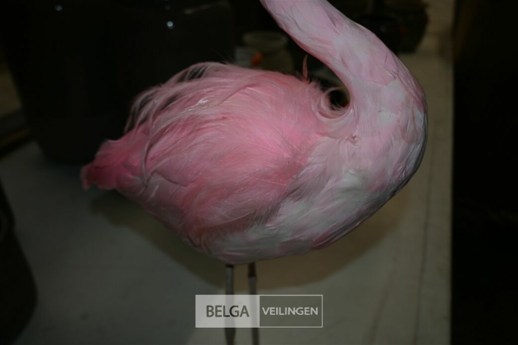 ± 6 Roze flamingo's – foto 5 – kavel bij Belga Veilingen, Lummen