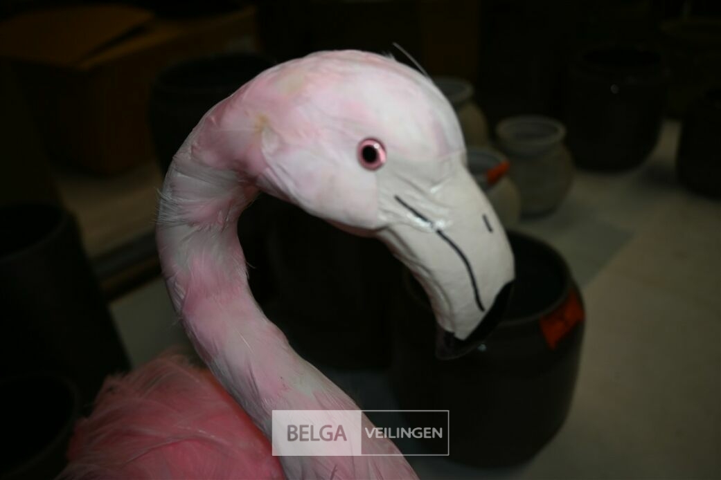 ± 6 Roze flamingo's – foto 4 – kavel bij Belga Veilingen, Lummen