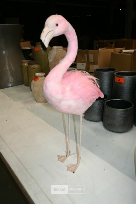 ± 6 Roze flamingo's – foto 3 – kavel bij Belga Veilingen, Lummen