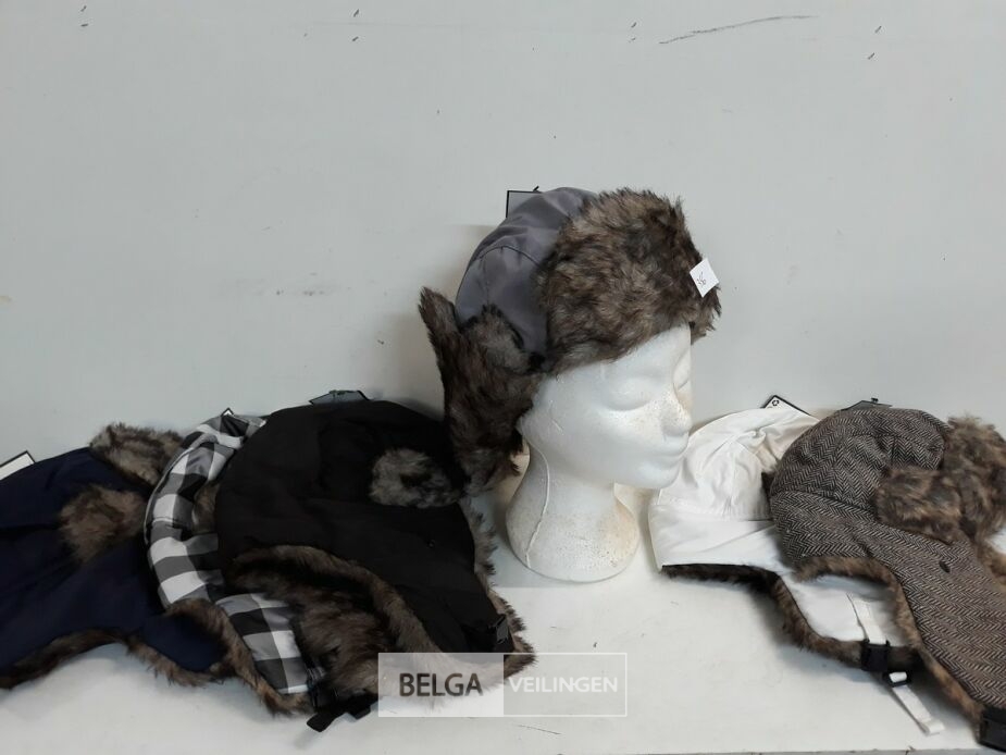 6 x Wintermuts Boris mix kleuren – foto 3 – kavel bij Belga Veilingen, Oudsbergen