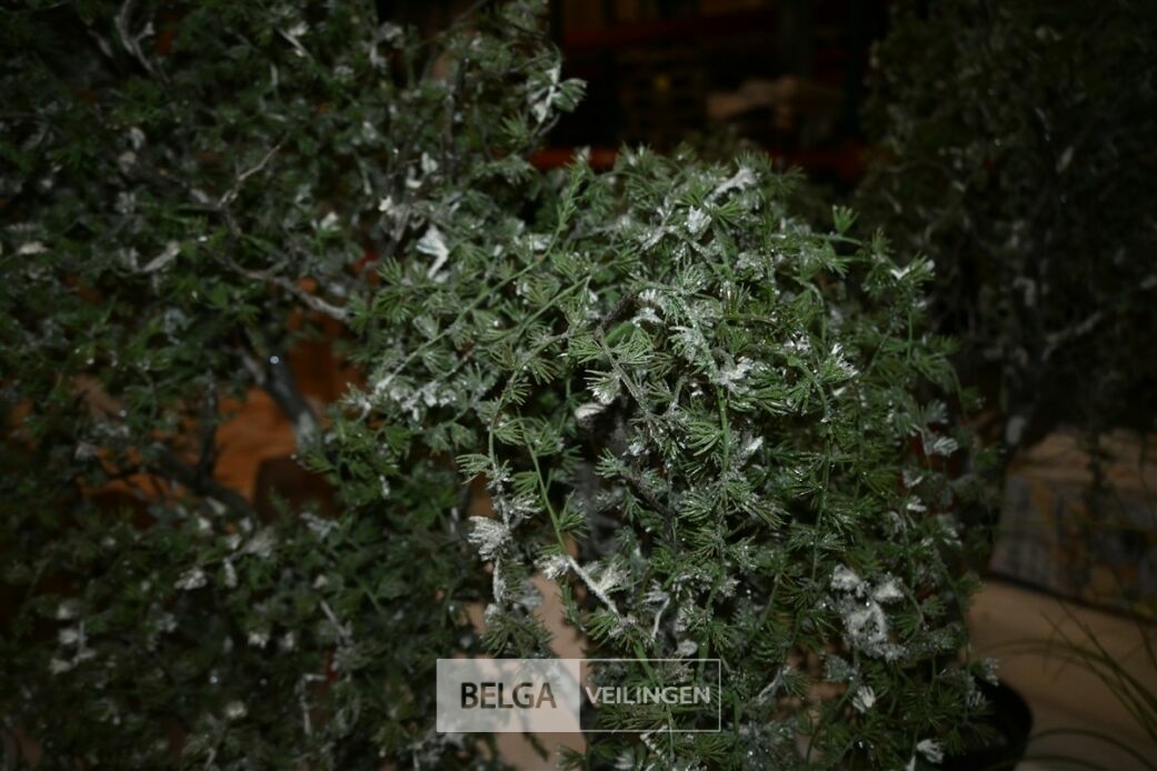 ± 3x Hangende dennenbomen – foto 3 – kavel bij Belga Veilingen, Lummen