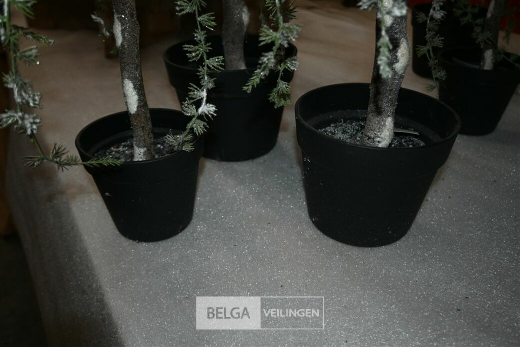 ± 3x Hangende dennenbomen – foto 5 – kavel bij Belga Veilingen, Lummen